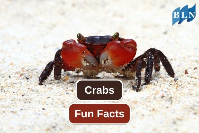 Learn About This 6 Crabs Fun Facts 